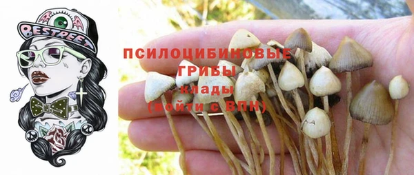 прущие грибы Абинск